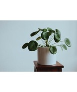Chinese Money Plant Pilea Peperomioides Live Rooted Indoor Houseplant, 4... - £22.73 GBP