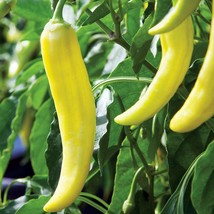 Banana Pepper Seeds 500 Scoville Mild Yellow Pepperoncini Pickled Peppers Bell V - £7.43 GBP