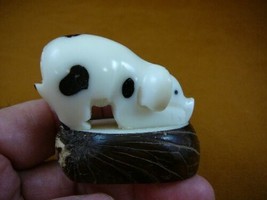 (TNE-PIG-673b) baby spotted pig piglet white TAGUA NUT palm carving love... - $18.93