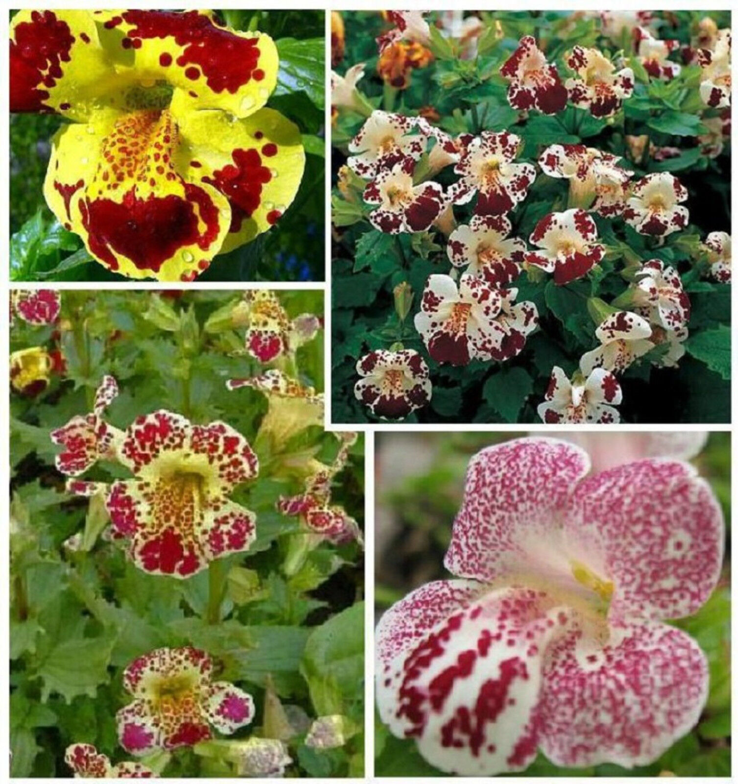1500 SEEDS MONKEY FLOWER Seeds & Bulbs