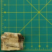 Petrified Wood 3.9 oz 2 3/4” x 2 3/8" x 5/8" Wooden Rock Stone Fossil image 6