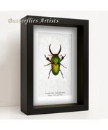 Real Green-gold Stag Beetle Lamprima Adolphinae Framed Entomology Shadowbox - €53,69 EUR