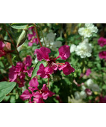 MBK 2 000 Clarkia Unguiculata Seeds Mountain Garland Non-Gmo Bulk Seeds - $36.27 CAD
