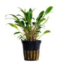 CRYPTOCORYNE LUCENS 1 POT -Freshwater Aquatic Live Plants SUPER PRICE !!... - $4.94