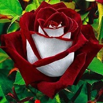 Rose Seed 100 Osiria Red White Seeds China Rare Rose Seed Garden Flower - $4.05