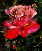 Brett Livingstone Strong &quot;Rose&quot;   limited &amp; signed Serigraph ~~ PRICE DROP - $1,850.00