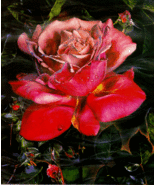 Brett Livingstone Strong &quot;Rose&quot;   limited &amp; signed Serigraph ~~ PRICE DROP - £1,478.80 GBP