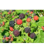 Black Raspberry Starter Live Plant Perennial - €21,60 EUR