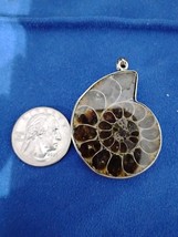 Ammonite Fossil Pendant Free Shipping - $24.99
