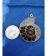 Ammonite Fossil Pendant Free Shipping - $458.28 MXN