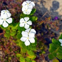 100 Dwarf White Periwinkle Seeds Vinca Rosea Little Blanche Flowers Ground Cover - £8.17 GBP