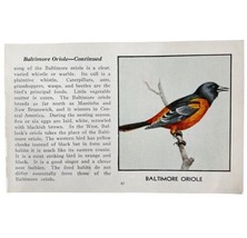 Baltimore Oriole Bird Print 1931 Blue Book Birds Of America Antique Art PCBG13B - £19.53 GBP