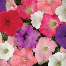 Mpb13 Pelleted Easy Wave Mix 25 Petunia Fresh Seeds USA Seller - £15.33 GBP