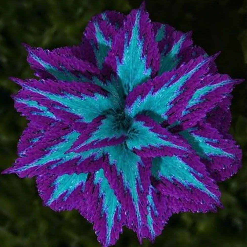 Haiyang&#39; Series Blue Coleus Seeds featuring Large Purple Serrated Edge 2... - $11.99