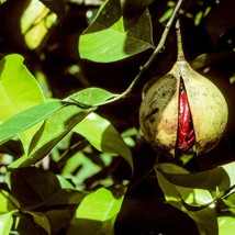 Fresh Nutmeg Seeds (3 Pcs) - Premium Quality, Natural Flavor Enhancer, Ideal for - £3.19 GBP