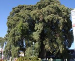 Taxodium Mucronatum (Huegelii Montezuma Cypress 5 seeds Fresh Gardening - $17.96