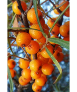 Endrino Yellow - Hippophae Rhamnoides - Hawthorn Fruit Edible Seeds - $2.58+