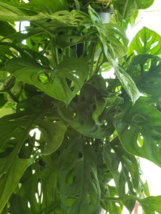 Philodendron Adansonii - Monstera- Swiss Cheese Plant - Rooting Cutting - $11.88