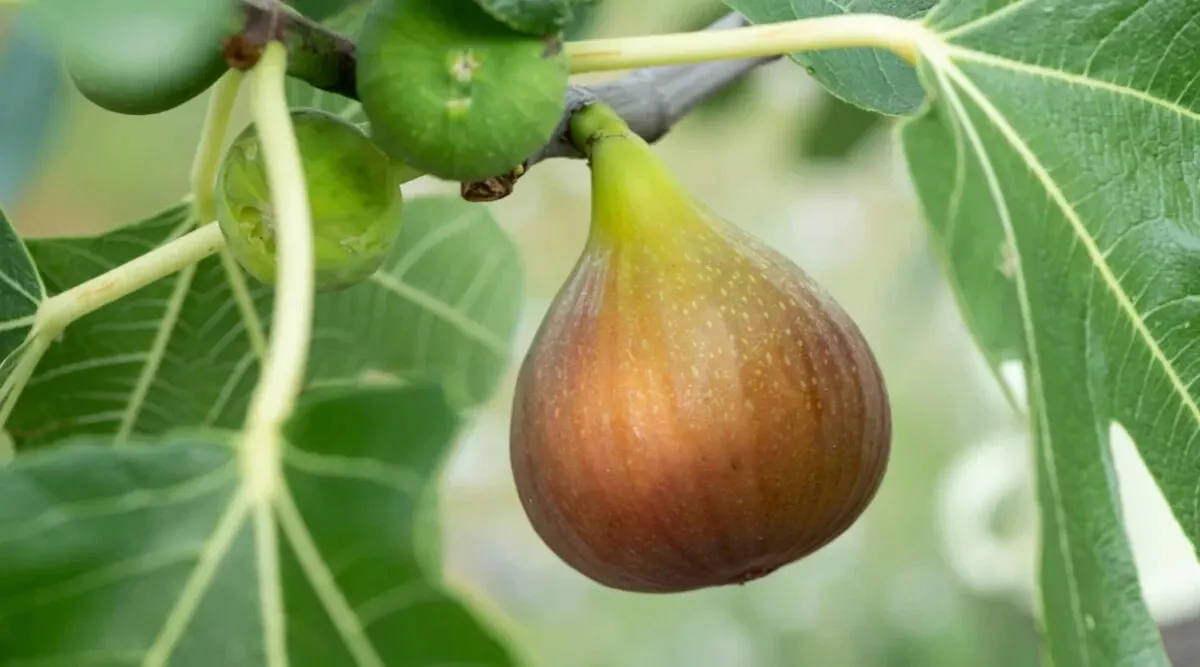 100 Flanders Fig Seeds For Garden Planting USA Seller - £8.27 GBP