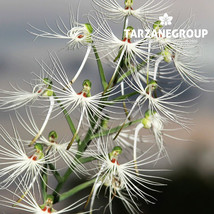 Habenaria Myriotricha / Medusae Terrestrial Orchid Tuber - $29.00