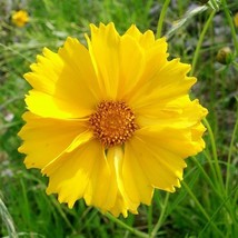 500 Seeds Coreopsis Lanceleaf Flower Seed Beautiful Golden Yellow Blooms - £15.97 GBP