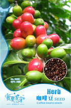 1 Pack 10 Seeds Coffee Bean Seeds Arabica Coffee Plant Coffea Catura Arabica See - £8.64 GBP