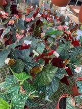 Harmony Foliage Angel Wing Hybrid in 6 inch pots 6-Pack Bulk Wholesale H... - £201.36 GBP