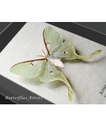 Actias Luna Female XL Real North American Moon Moth Framed Entomology Shadowbox - $98.99