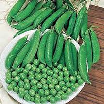 Pea Seed, Little Marvel, Heirloom, Non GMO, 50 Seeds, Perfect Peas - $5.99