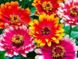 50 Of CARROUSEL MIX ZINNIA  FLOWER SEEDS - LONG LASTING ANNUAL - DEER RE... - £7.95 GBP