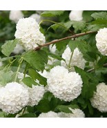 European Snowball Bush Viburnum Opulus Roseum 1 Gallon Pot Plant Garden - €94,13 EUR