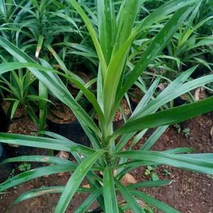 Daun Suji - Dracaena Angustifolia Leaf (Dried), 80 Gram