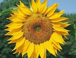 Dwarf Sunspot Sunflower Seeds 30+ Shorty 2 Ft Annual Garden Bees From US - $8.42