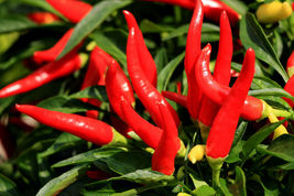 300 Seeds Thin Cayenne Pepper Hot Chili Long Green Red Slim Capsicum Vegetable - £13.62 GBP