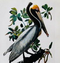 1979 Brown Pelican Color Plate Print Audubon Birds Of America Vintage Ar... - $655.06 MXN