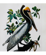 1979 Brown Pelican Color Plate Print Audubon Birds Of America Vintage Ar... - $47.64 CAD