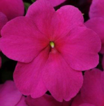 50 Pc Seeds Impreza Violet Impatiens Flower, Impatiens Seeds for Planting | RK - £16.51 GBP