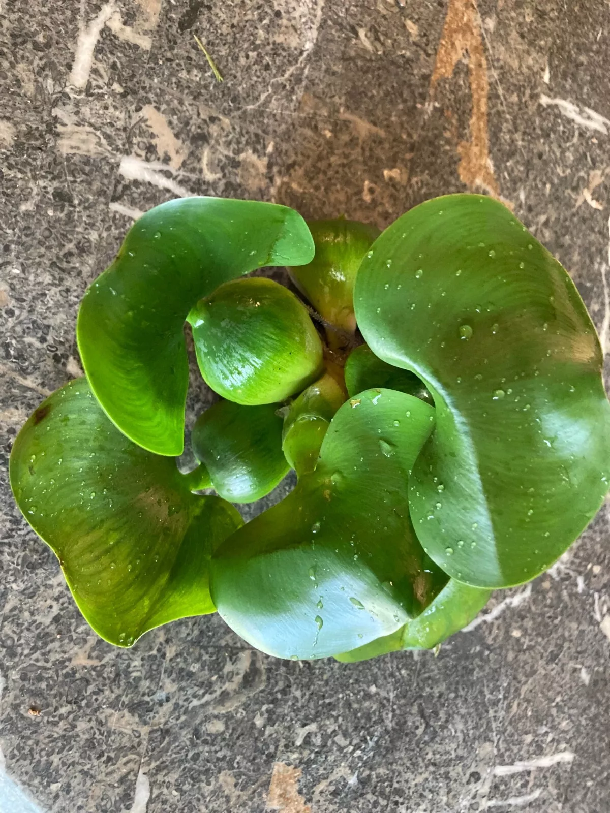 6 Plants for ponds MEDIUM Water Hyacinth  - $48.00