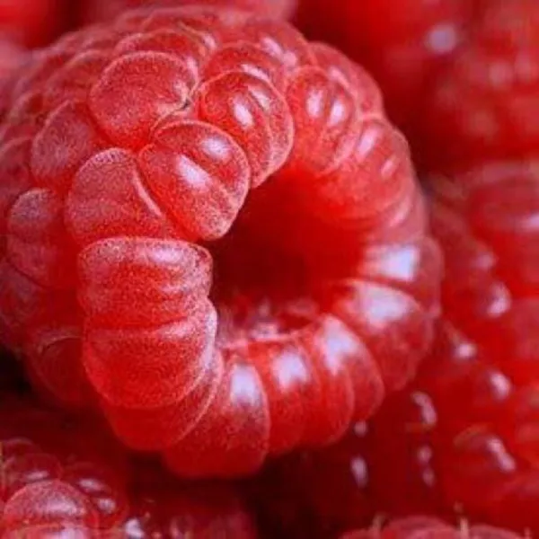Top Seller 100 Red Raspberry Rubus Idaeus Fruit Bush Vine Seeds - £11.48 GBP