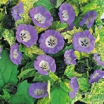 Cream Shoo Fly 200 Seeds Nicandra Herb Fresh - £14.93 GBP