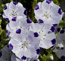 VP Five Spot Nemophila Maculata White &amp; Purple Flower 750 Seeds - £3.83 GBP