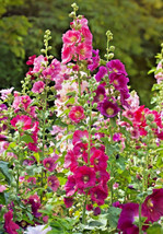 Giant Hollyhock Mixed Colors 50 Seeds Hardy Perennial Fresh Garden - £10.76 GBP