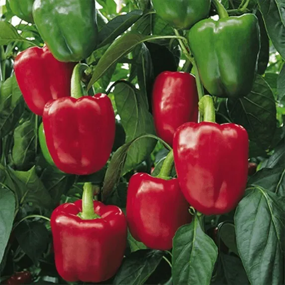 Red Bell Pepper Xl 30 Seeds Premium Strain Inherited Thru 2 Generations Fresh Ga - £8.61 GBP