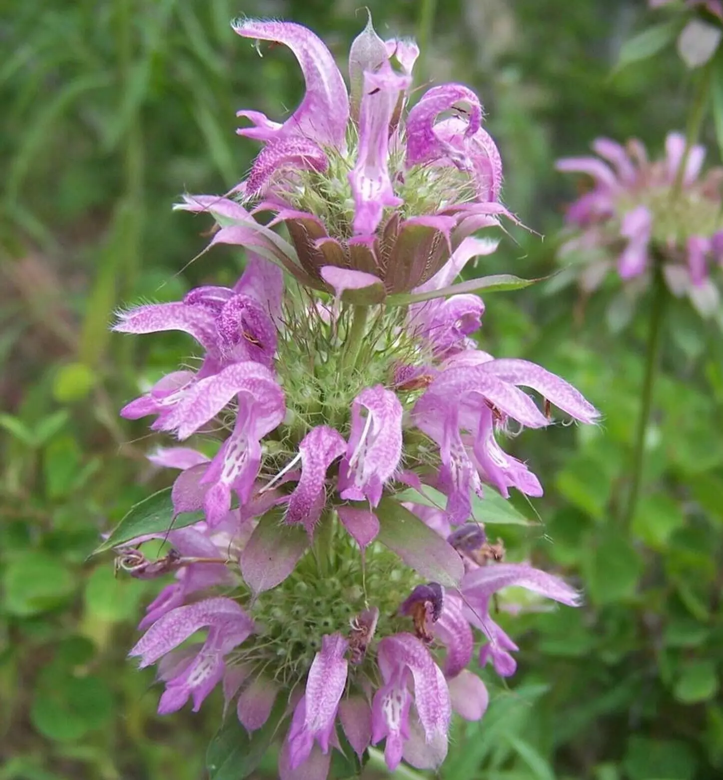 300 Monarda Citriodora Lemon Mint Flower Seeds - £2.99 GBP