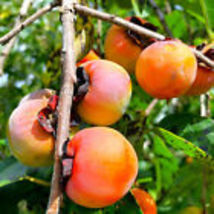 American Persimmon Tree Seeds |Diospyros Perennial Fruit Seed 2024 10 Seeds - £9.55 GBP