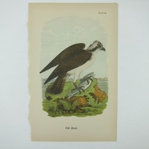 Bird Lithograph Print Fish Hawk after John James Audubon Antique 1890 - £16.03 GBP