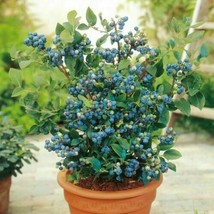 100 Blueberry Seeds Dwarf Top Hat Low Bush Variety Sweet Edible Fruits Gardening - £11.37 GBP