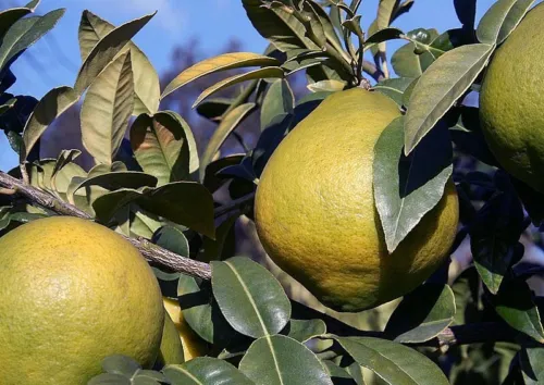 Citrus Macroptera Shatkora Hatkhora Ginger Lime Wild Orange 10 Seeds Fresh Seeds - £20.52 GBP