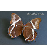 Brown Rusty Tipped Siproeta Epaphus Real Butterfly Framed Entomology Shadowbox - $52.99