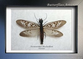 Real Insect Neoneuromus Maclachlani XL Framed Entomology Collectible Sha... - £57.41 GBP